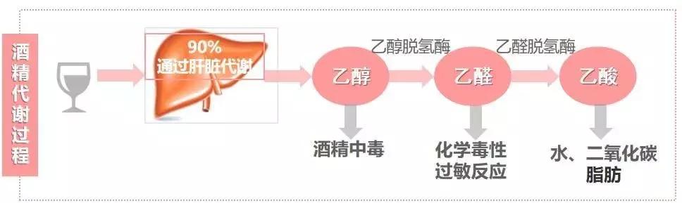 三羧酸循环全过程图片