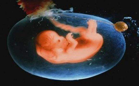 1张图告诉你,怀孕2～16周胎儿的整个发育过程,让人泪目
