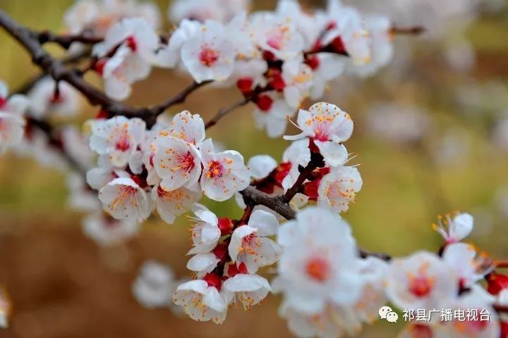 祁縣梨花節決定在古縣鎮閆漫村梨花苑舉辦經縣委政府研究推進全域旅遊