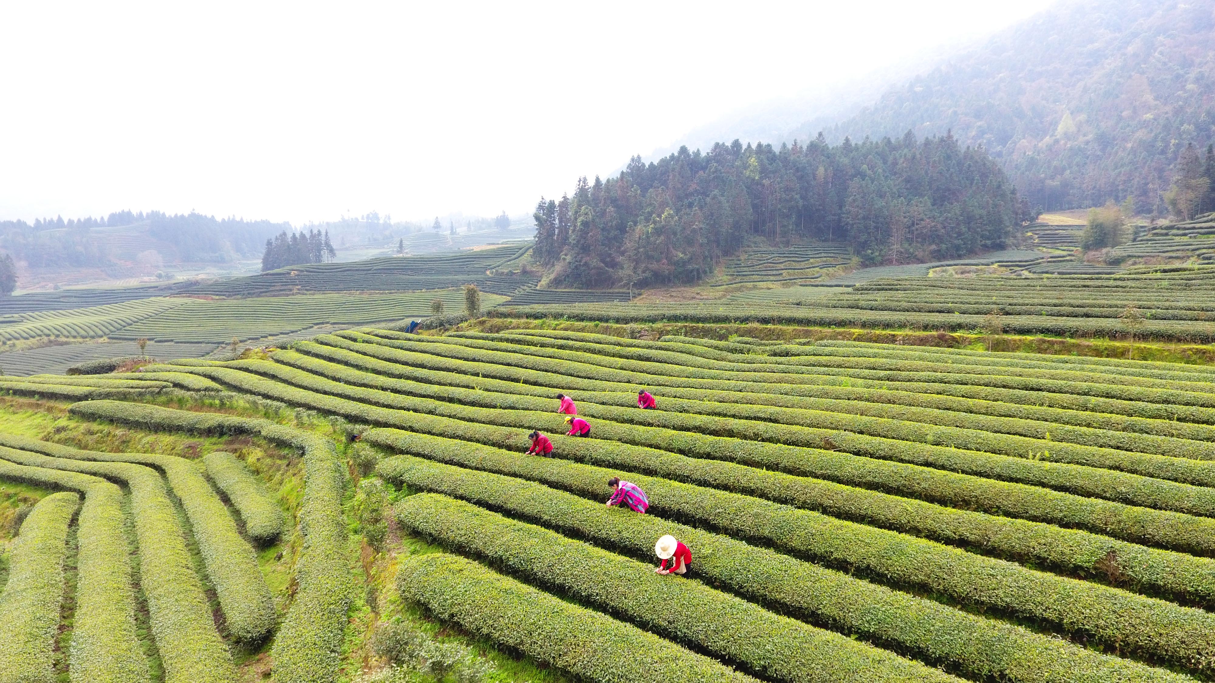 武夷山:茶园春忙