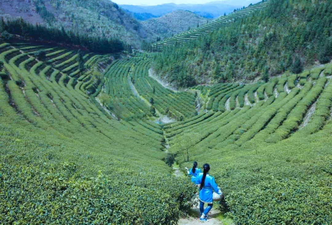 江头茶庄图片