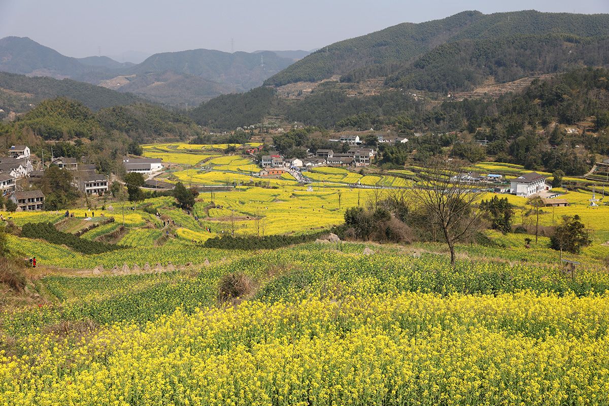 宁波油菜花最佳欣赏基地,梯田油菜花,宁波版婺源