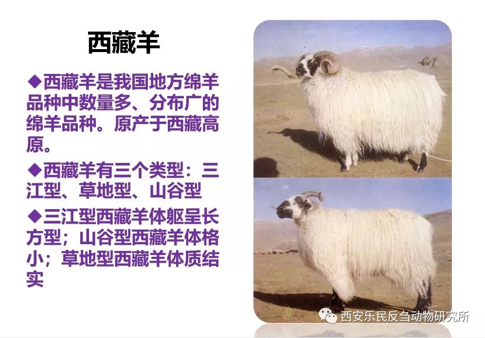 各种羊的图片以及介绍图片