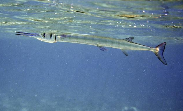 67针鱼的品种也分为好几类,身体大致相像,略有不同,其中黑背圆颌针