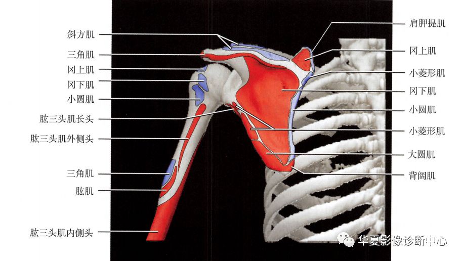 一起聊聊肩關節那些事情····_解剖