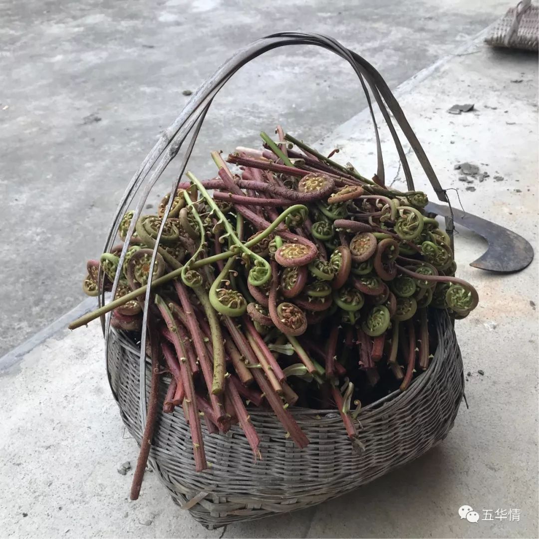 五华山里的这野菜上市了, 口感滑溜