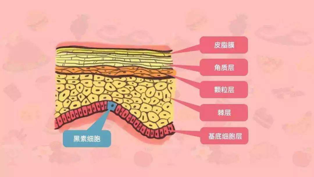 皮肤7个层次结构图图片