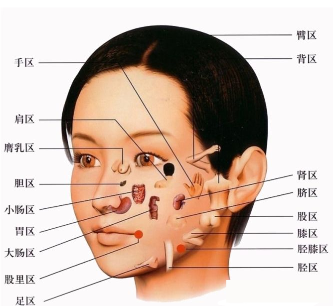 脸部区域划分图片图片