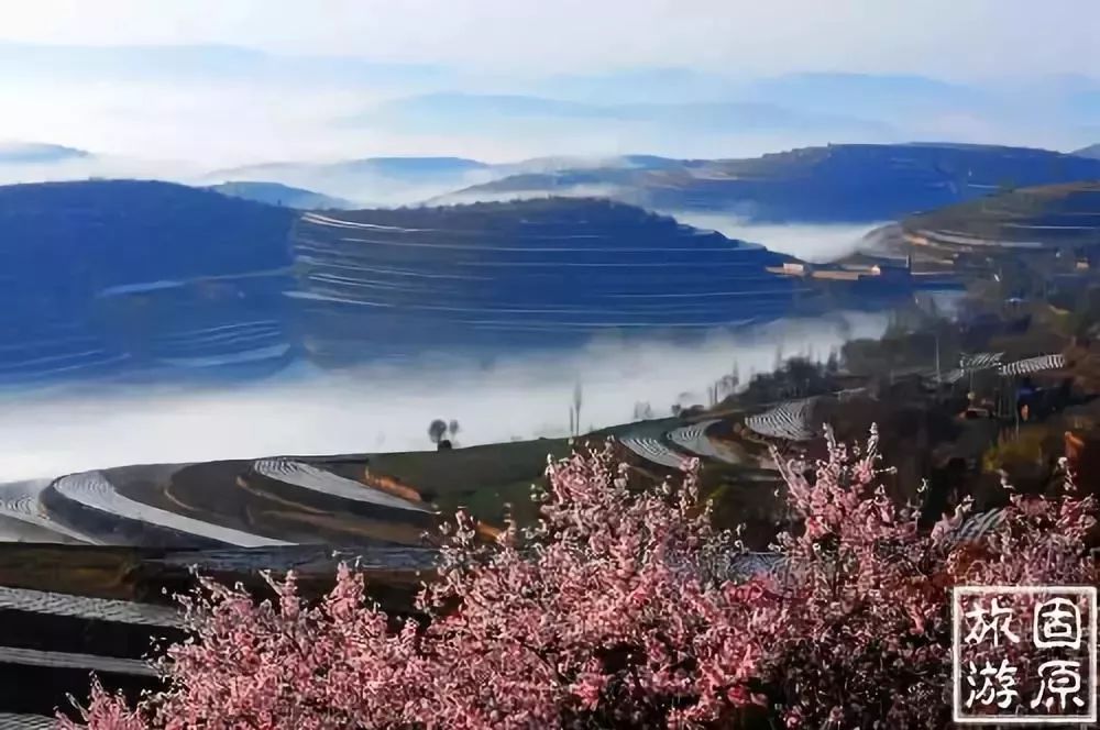 山花爛漫浪固原相約第十五屆寧夏六盤山山花旅遊節