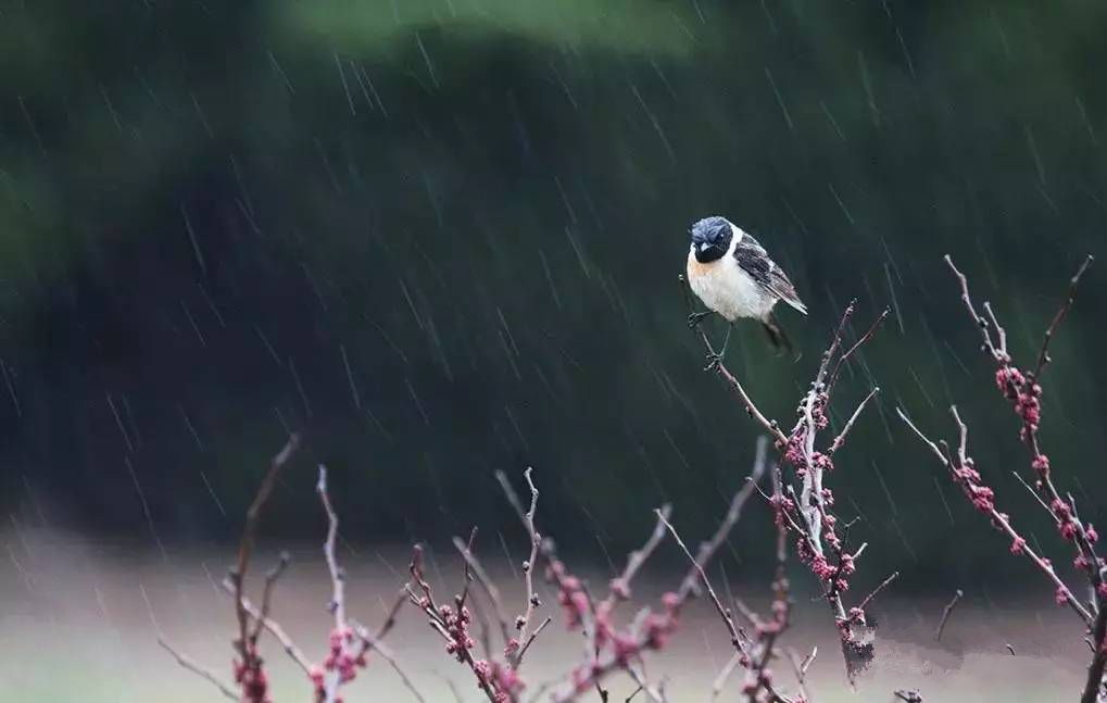 春分雷乃发生图片