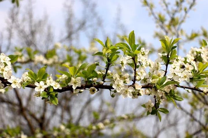 大邑雾山梅花图片