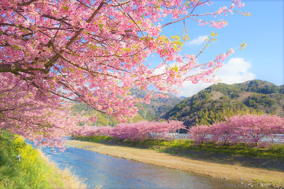 日本樱花最美图片