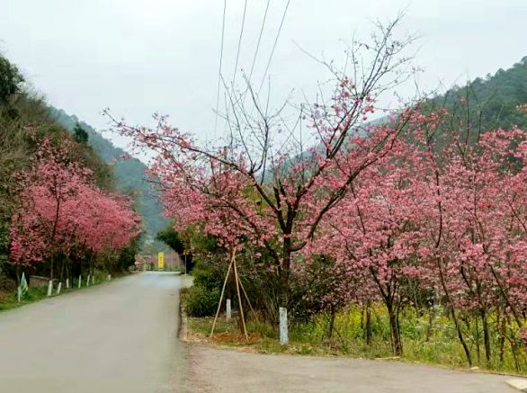 醉美乡村公路曝光!十公里"樱花大道"花开成海,错过再等一年!