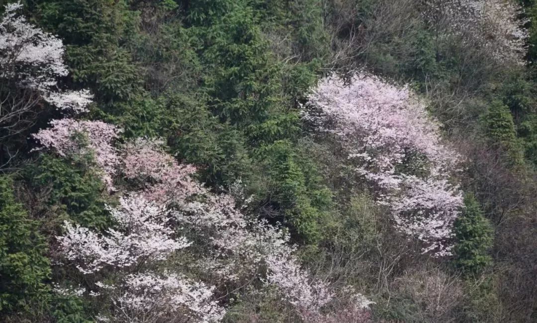 樱你而来·魅力大东山 2019大东山樱花节3月24日盛大启动