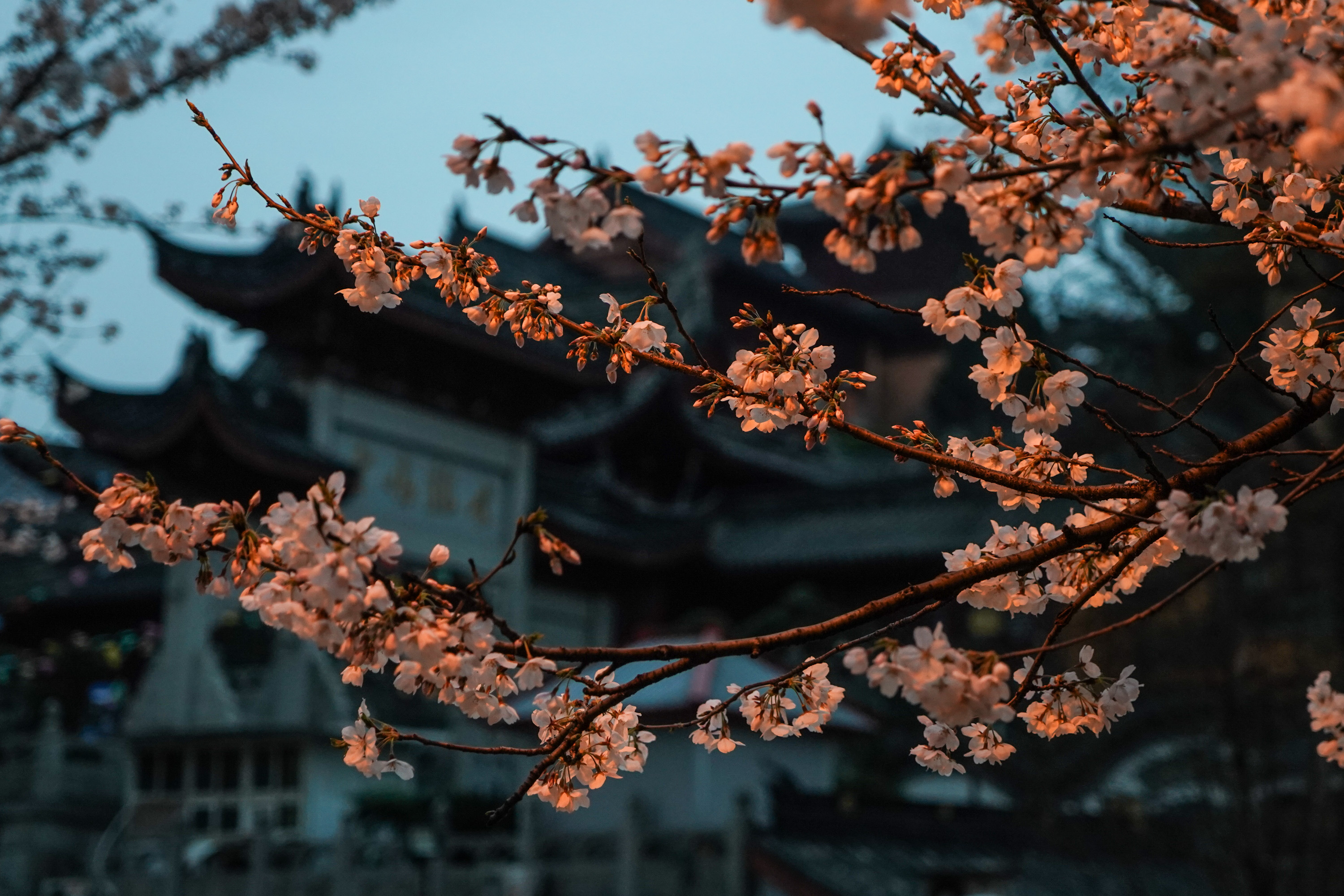 南京鸡鸣寺樱花2022图片