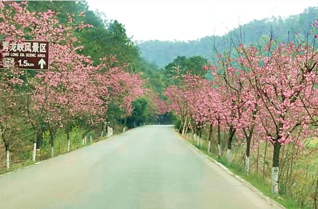 醉美乡村公路曝光!十公里"樱花大道"花开成海,错过再等一年!