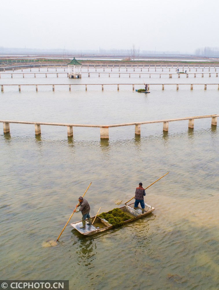 2019年3月20日,江苏泗洪半城镇水产养殖基地的蟹农们忙着从水草储藏