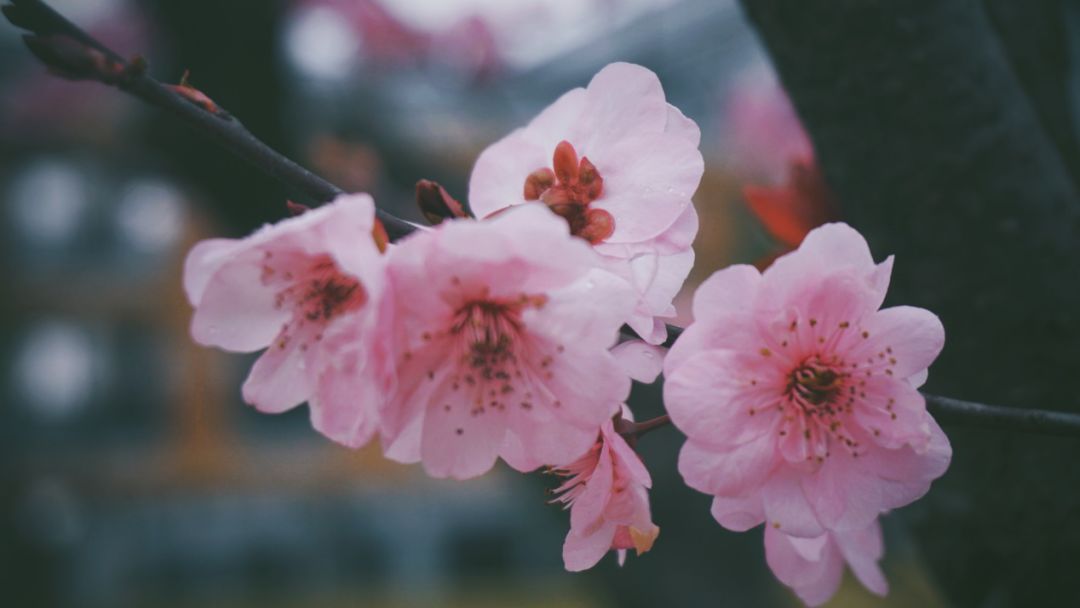 镜像春天是与花共舞的季节