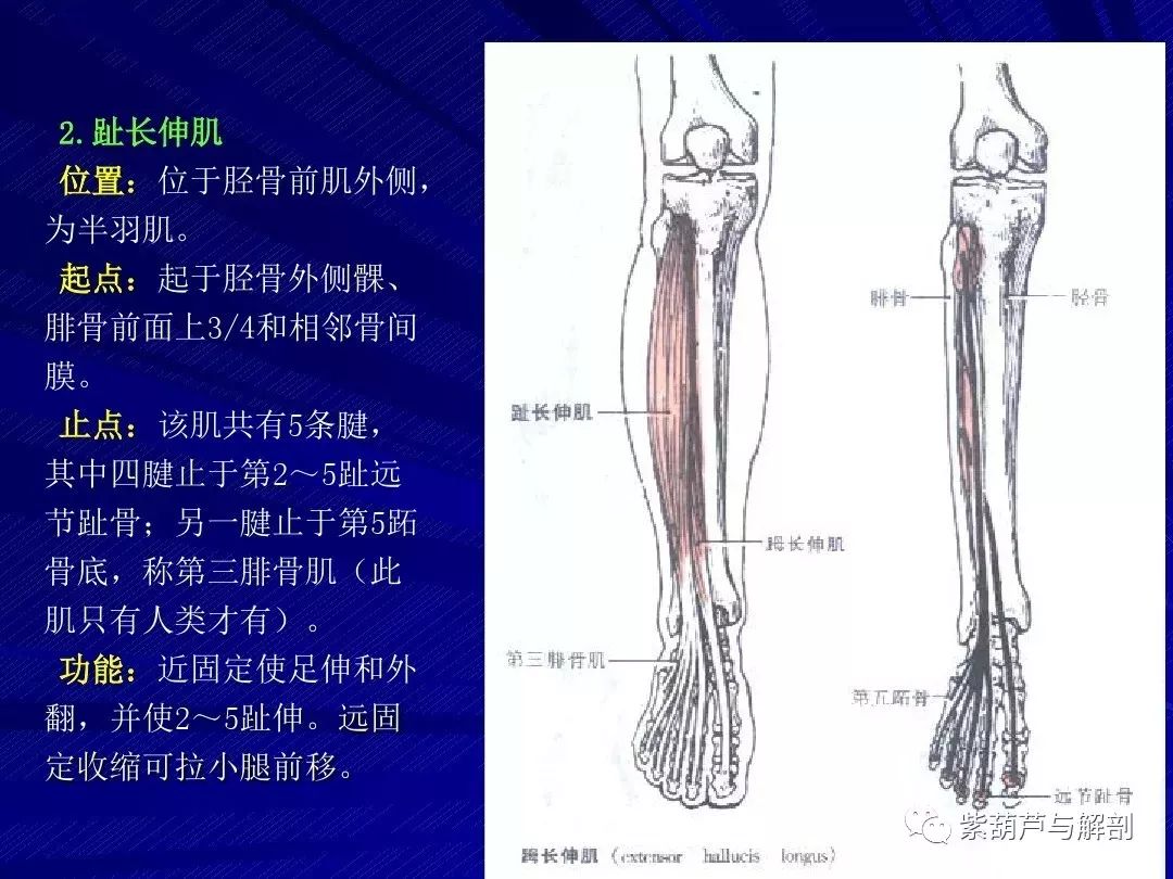 基礎解剖下肢解剖詳細解讀