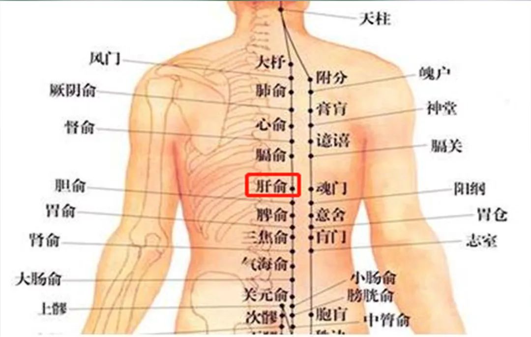 應注意養肝養腎,可艾灸肝俞穴,腎俞穴,肚臍,關元穴,大椎,提升陽氣.