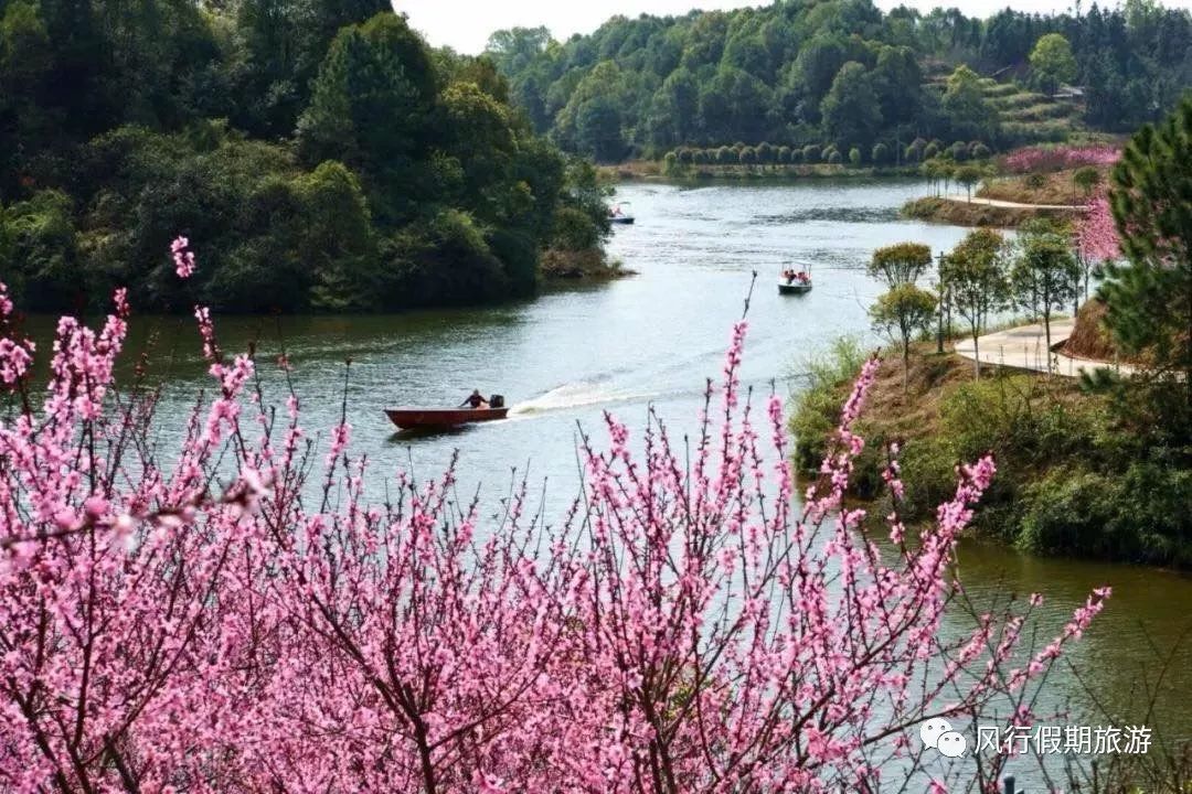 清水湾畔桃花谷图片