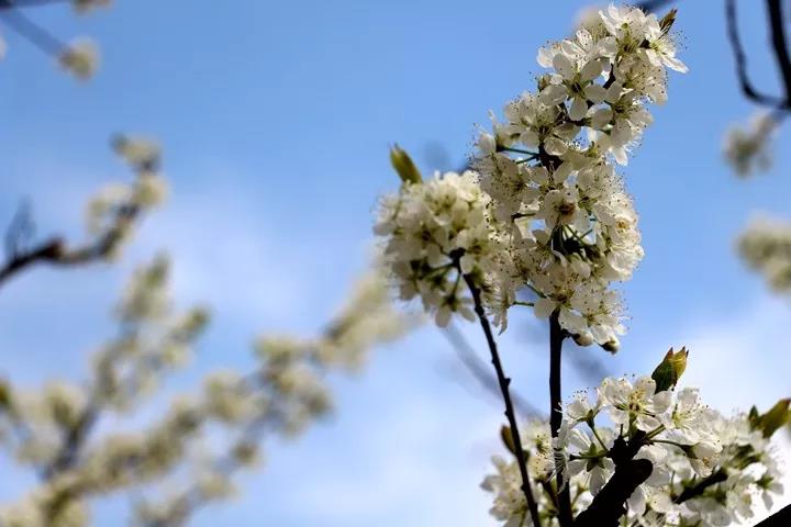 大邑雾山梅花图片