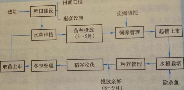 水稻种植过程顺序图片图片