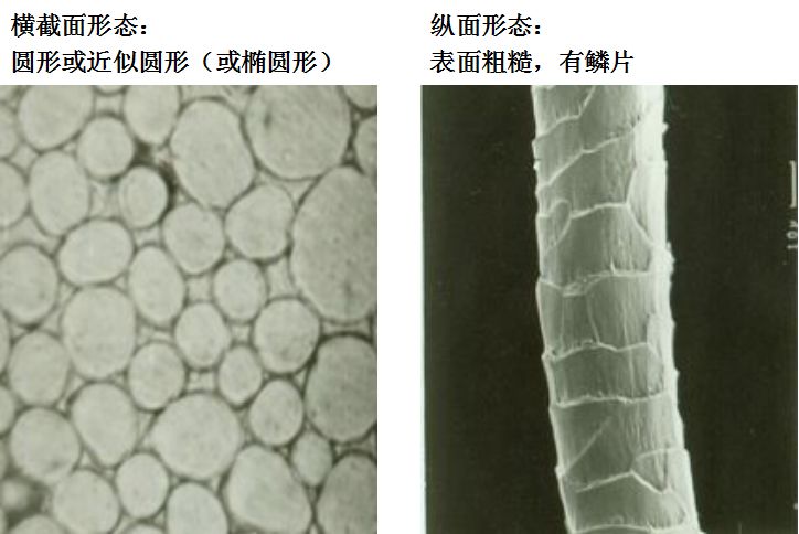 羊毛纤维3亚麻纤维2棉纤维1常见纺织纤维在显微镜下的形态纺织纤维