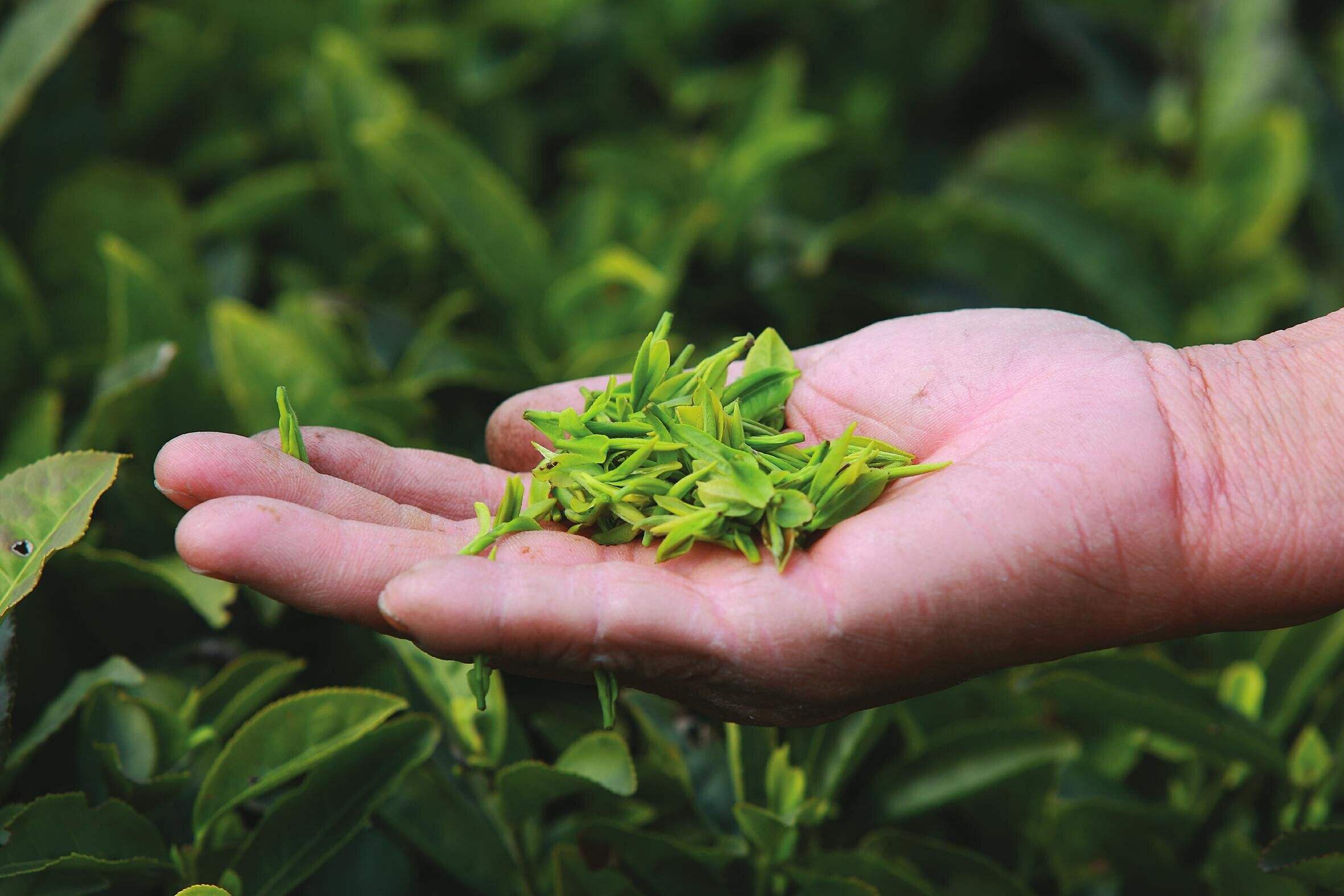 绿茶要喝新茶,但是真的越新越好吗?