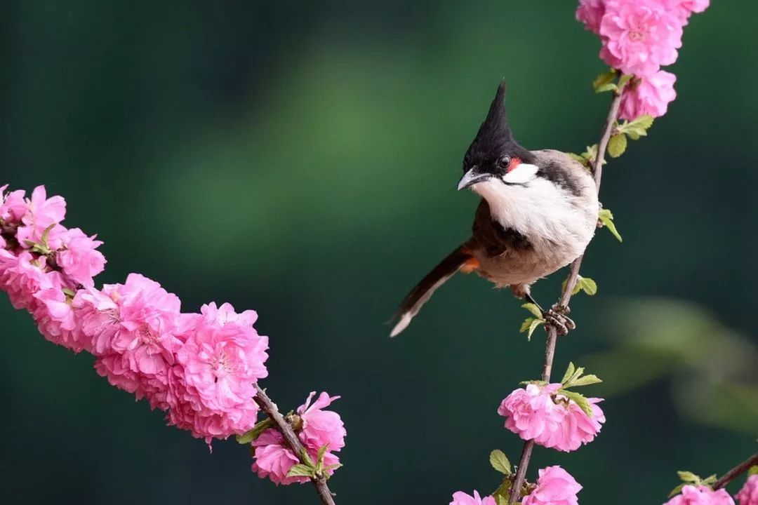 一候元鳥至玄鳥即為春燕,每當春回大地,楊柳含翠時,燕子們便開始為新