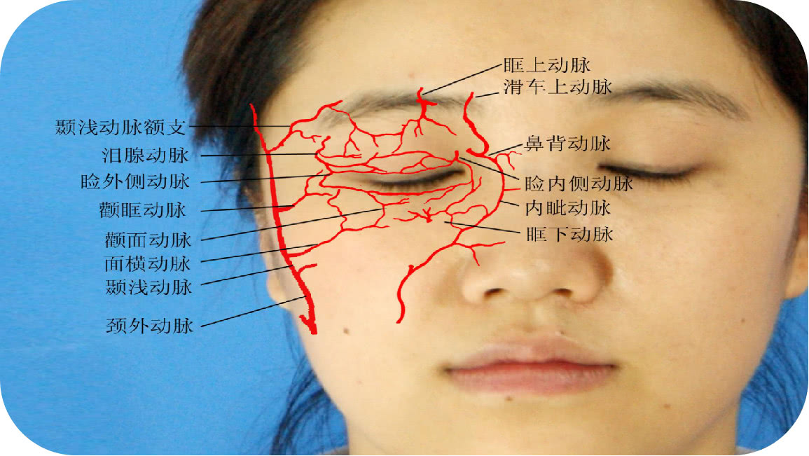 面部动脉分布图图片