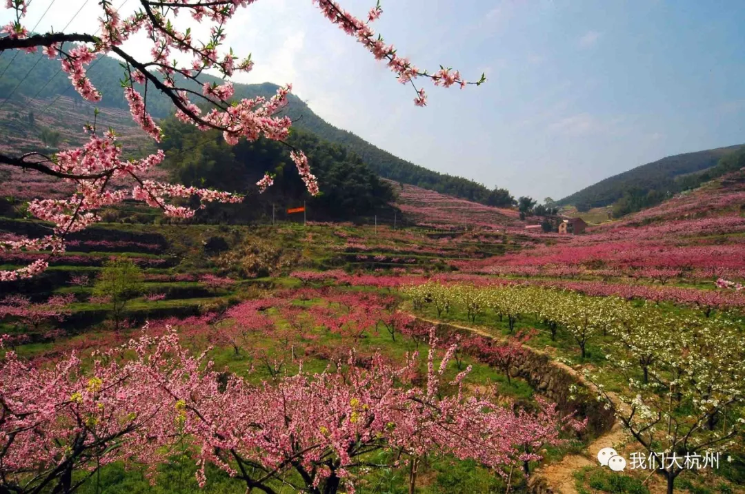 遇见味道山乡大会的半山桃花节周六开幕浪漫新登准备好了你呢