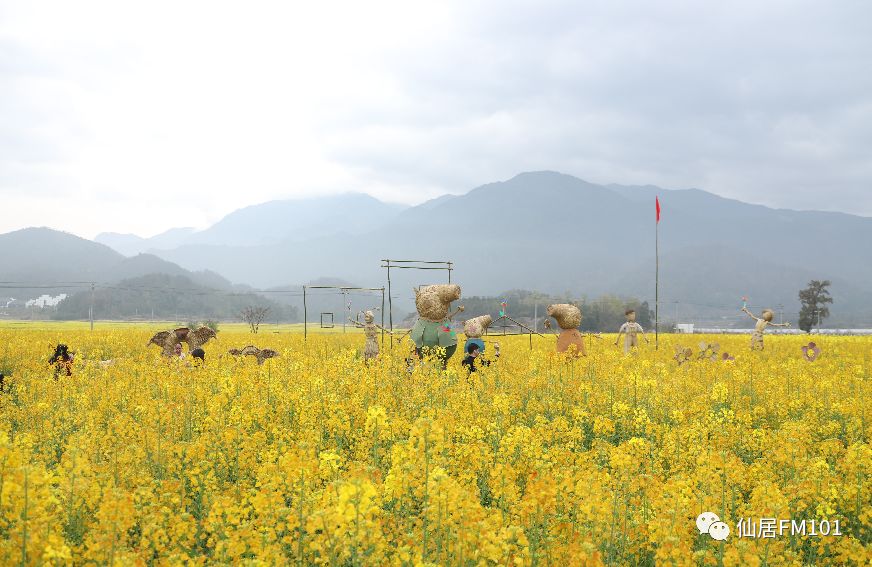 101巨現場金色仙居61浪漫花海2019仙居油菜花節今天正式開遊啦