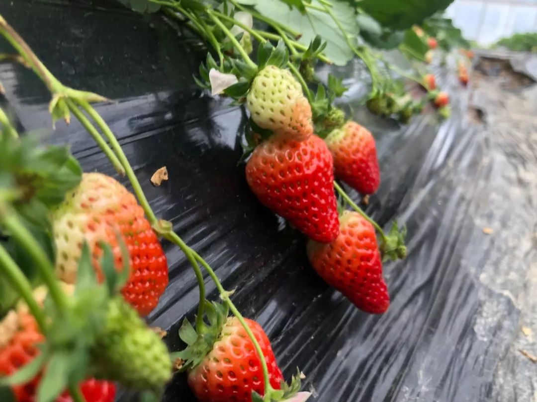 草莓掛滿壟沿近段時間大棚草莓進入盛果期不防推薦一波草莓吧emmmmmm