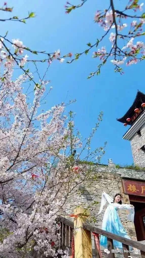 武汉清凉寨樱花图片