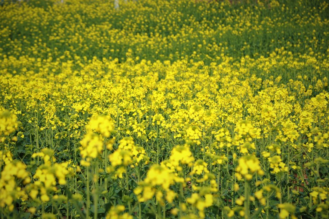 镜像春天是与花共舞的季节