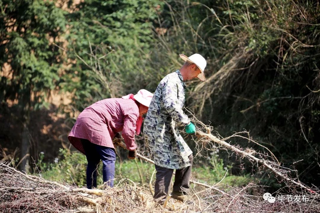 站在织金县马场镇鸡场坝村皂角种植基地"背儿坡"对面的小山上,看着