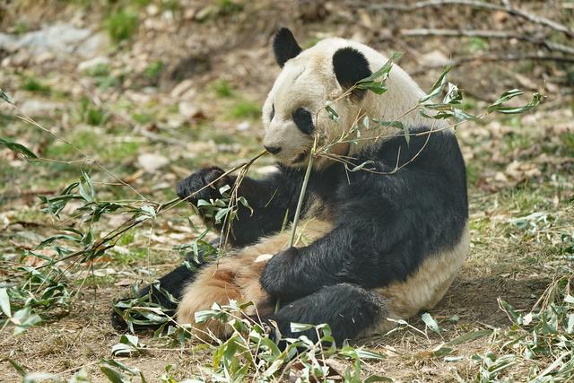 800万年生命历程:从追逐猎物到坐享其成,用粪便告知你是雌是雄