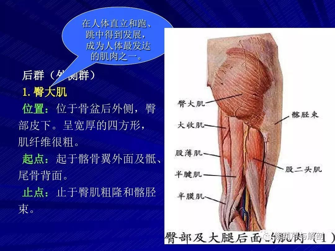 基礎解剖下肢解剖詳細解讀