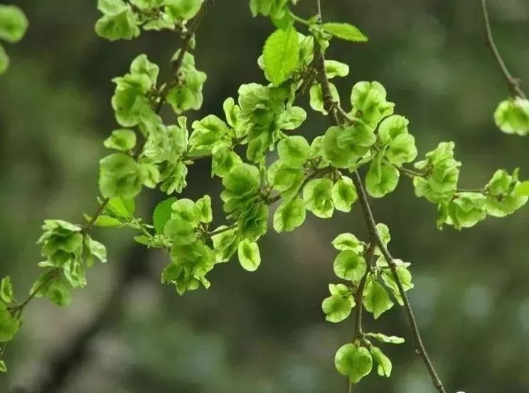 榆錢是榆樹的果實,當春暖花開之際,榆樹枝頭會生長出一簇簇狀如銅錢的