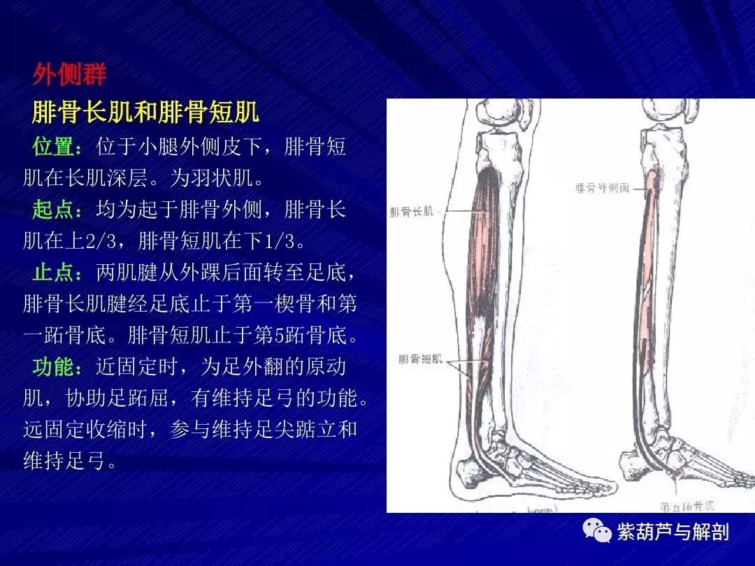 基礎解剖下肢解剖詳細解讀