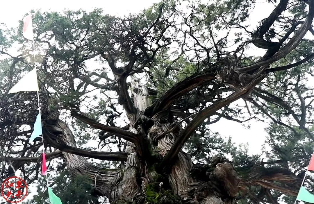 马村康营"龙柏"远近闻名