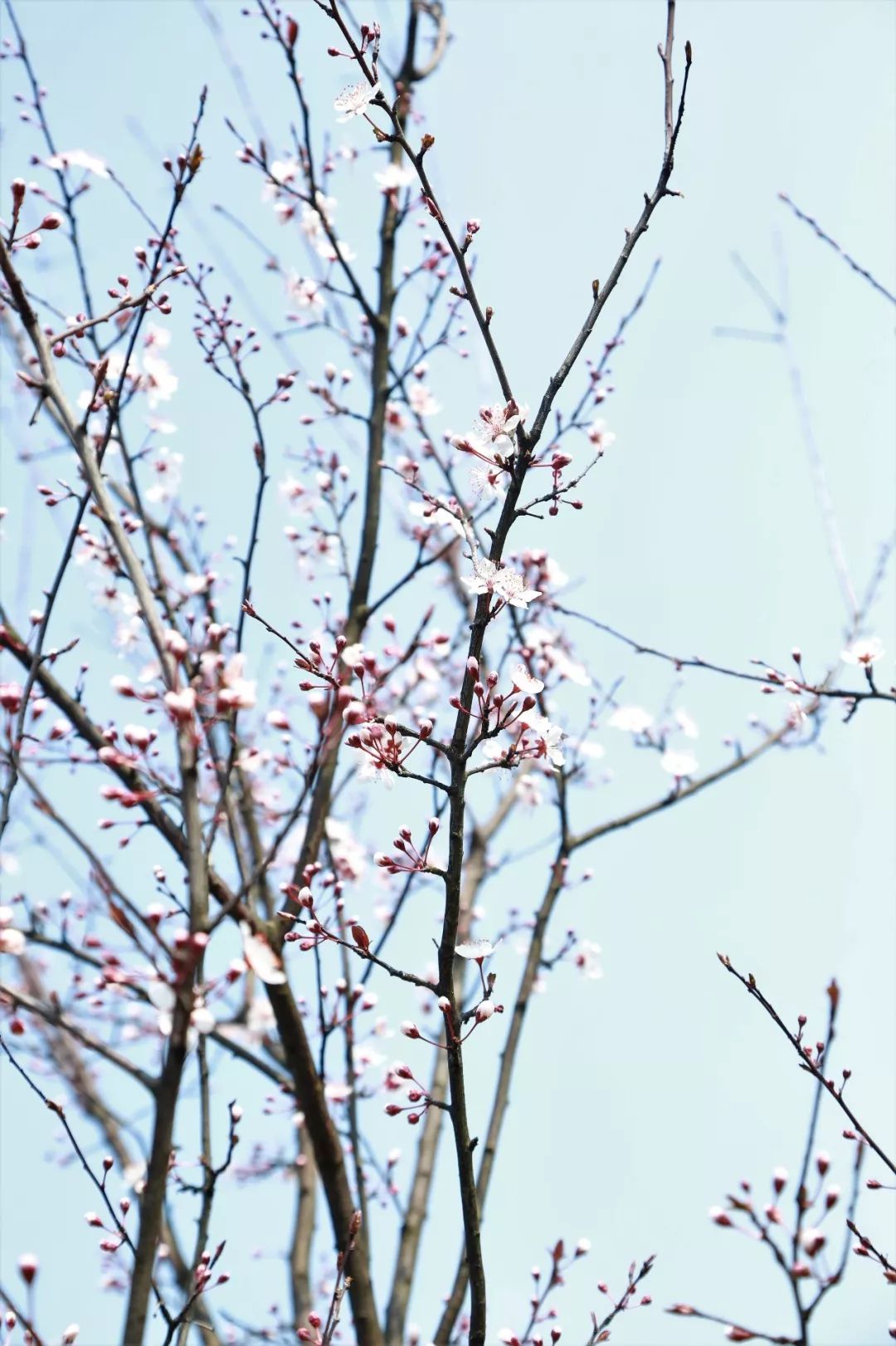 镜像春天是与花共舞的季节