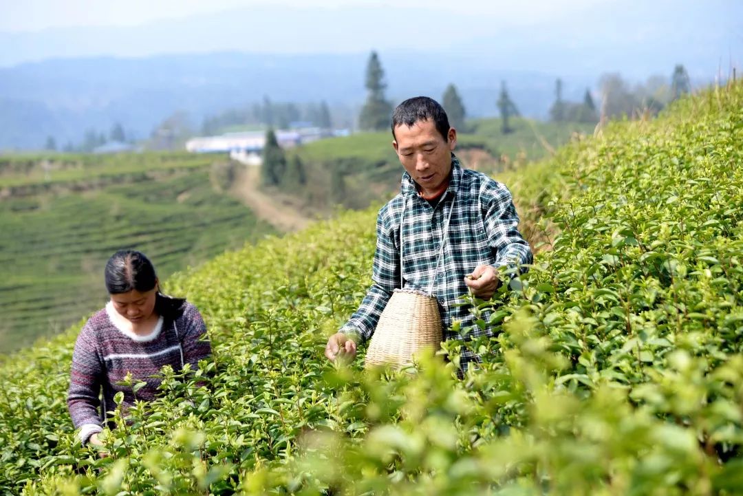 沿河塘坝镇一片茶叶带富一方百姓