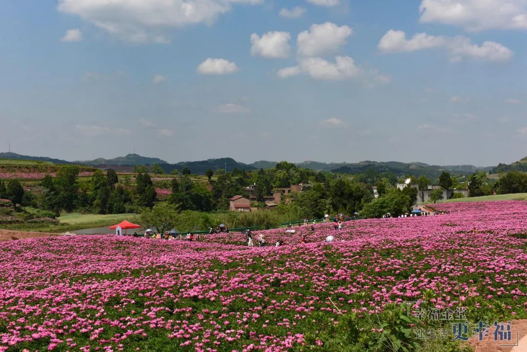 花田广兴赏花季等您来!