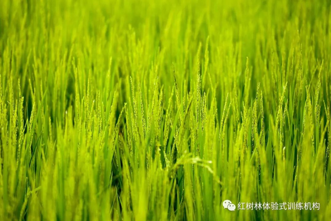 小小水稻家招募 种植属于你独一无二的"禾苗"吧!
