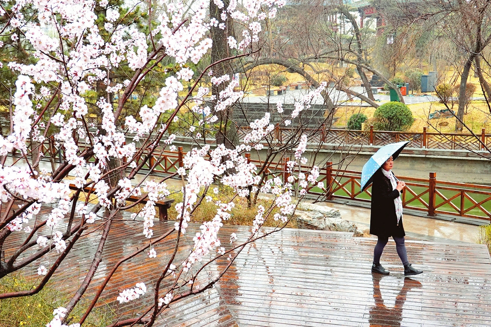 春雨霏霏图片