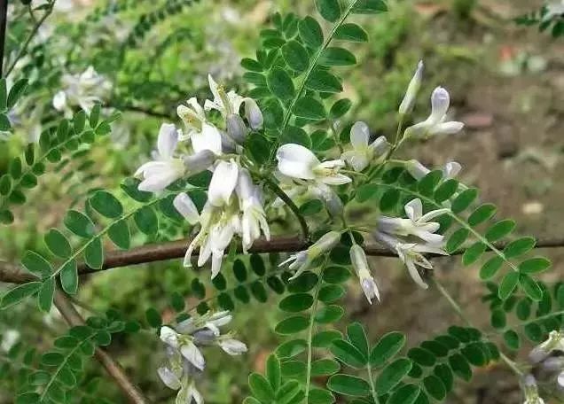 把春天吃进肚子里红河这些珍贵野菜你吃过几种