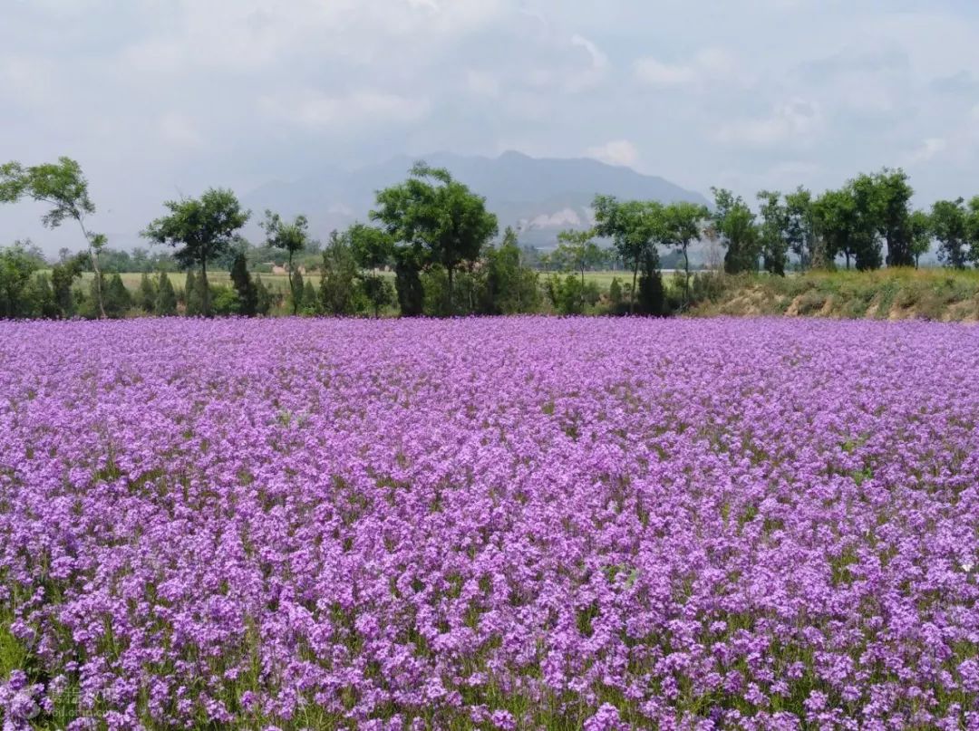 2019咸陽踏青賞花旅遊季丨涇陽國際半程馬拉松賽報名通道開啟你來你來