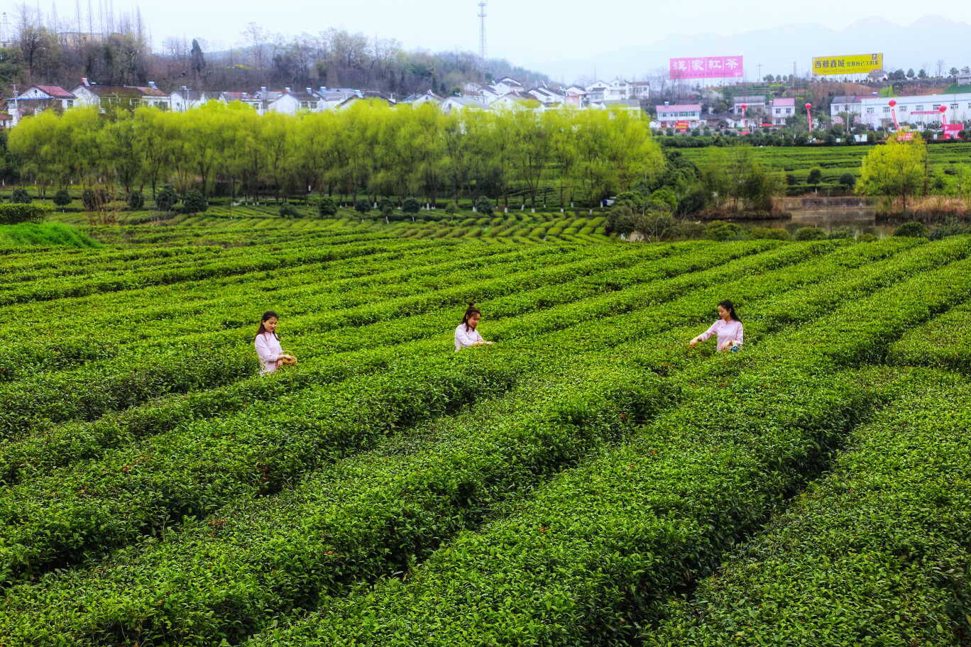 2019陕西汉中仙毫开采节茶香飘四野你与诗意生活只差一杯茶